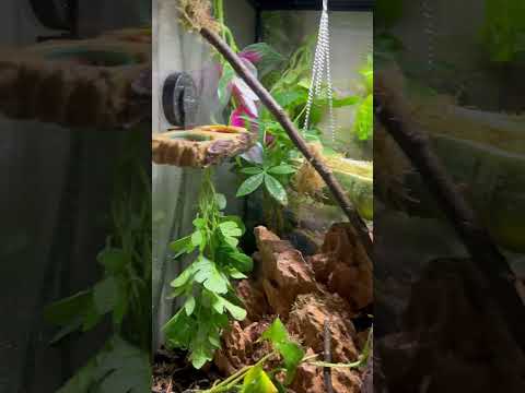 Abu's enclosure transformation🤩