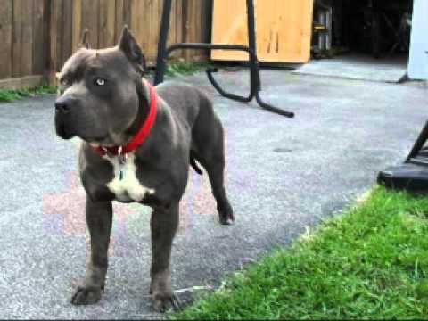 Troy the blue pitbull's video