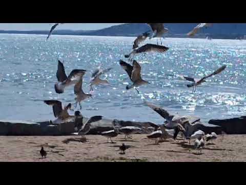 Les vagues sur la plage de Fréjus Saint Raphaël  2
