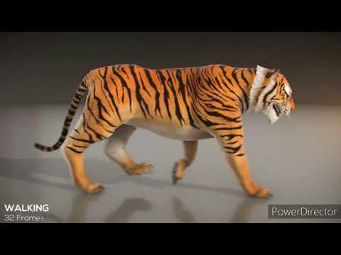 ROMANO RAP TIGERS (STRASNA500)