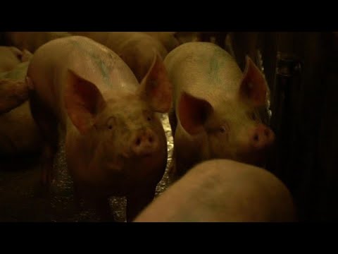 Schweine leiden vor der Schlachtung | Report Mainz