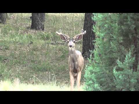 Mule deer bucks and Black bear tracks