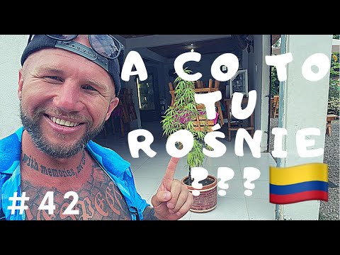 We arrived at the HIPPIE village... Grass, relaxation and jungle (Palomino, COLOMBIA) #42