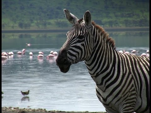 Funny Talking Animals: Zebra Sings "Single Ladies"