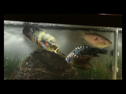 Oscar fish fighting