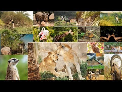 Al Ain Zoo | Al Ain city, Abu Dhabi UAE #naseeba #malayalamvlog #alainzoo #expo2021 #uae