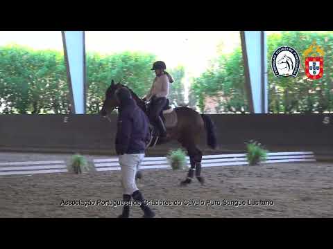 230129e30 2 Nº11 Oghiro das Lezirias por Leonor Mota Pereira - Proj. Cavalos Jovens no Ensino 2023