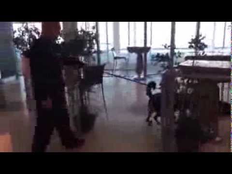 Sniffing Dog Looks Through Pearson Airport