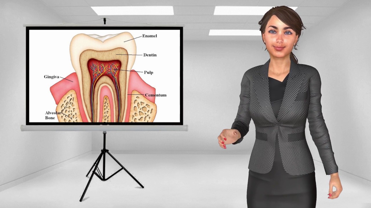 Tooth Anatomy & Discolouration thumbnail