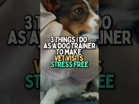 3 Things I do as a Dog Trainer to Make Vet Visits STRESS-FREE #dogtrainer