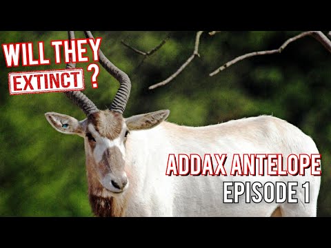 Will They Extinct - Addax Antelope (Episode 1)