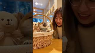 ぬいぐるみと間違えられる柴犬の赤ちゃん