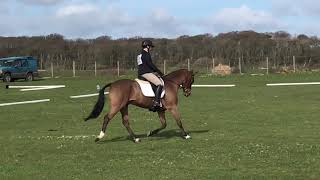 Ardeo Rocketman 148cm Event Pony 