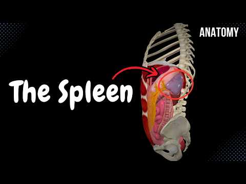 The Spleen (Structures, Function, Topography, Coverings and Ligaments) - Anatomy