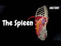 The Spleen (Structures, Function, Topography, Coverings and Ligaments) - Anatomy