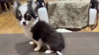 チワワ（ロング）の動画02