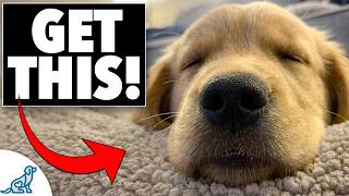 The 3 Tools You NEED to Tire Out a Hyper Puppy