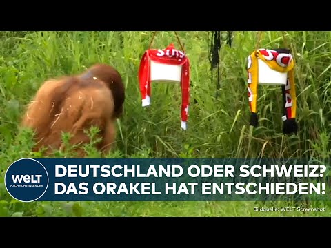 EM 2024: "Walter hat sich festgelegt!" Deutschland oder die Schweiz? Das sagt das Fußball-Orakel!