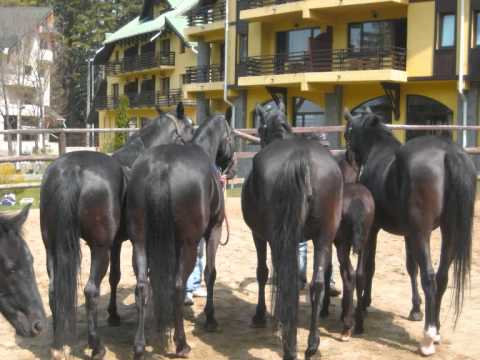 LIPIZANII NEGRI din Poiana Brasov, Casa Viorel, Coliba Haiducilor
