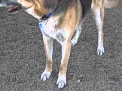 Hogan, an adopted German Shepherd Dog in Chino Valley, AZ_image-1