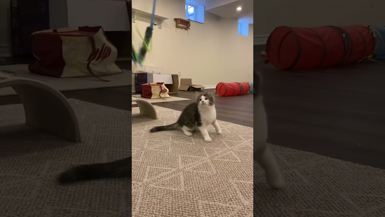 Enlarge Rickey, a ADOPTABLE Domestic Medium Hair in Mississauga, ON video 2/6