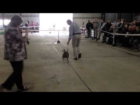 Fenomen od Rudej Wiedzmy - Welsh KC