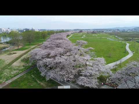 北上市立公園展勝地　桜並木