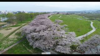 北上市立公園展勝地　日本さくら名所100選