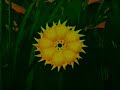 Escape To From Catatonia OKTV Alternatives 1998