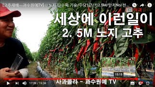 [고추재배] 
