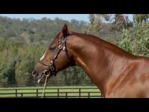 Husson at the 2015 Vinery stallion parade