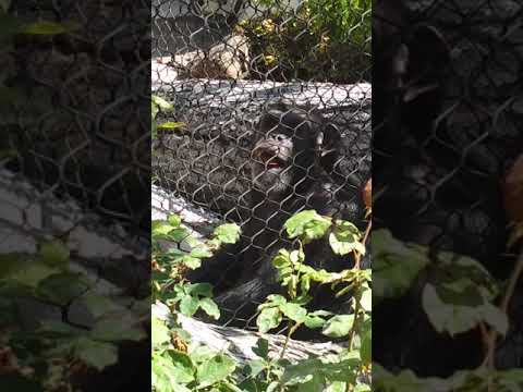 San Francisco Zoo Chimpanzee Nick Enjoying the Sun 9.10.19