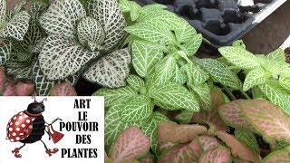 chaine de jardin: fittonia verschaffeltii: Comment arroser et Bouturer: Plante verte
