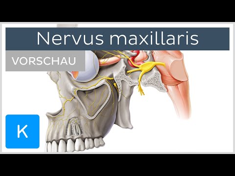 Nervus maxillaris (Vorschau) - Anatomie, Verlauf und Funktion | Kenhub