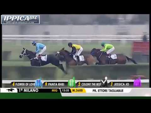 FLOWER OF LOVE (GB) - Milano 12.11.2017