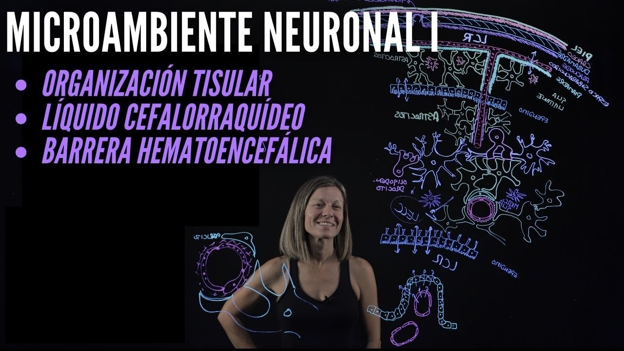 Microambiente neuronal I: organización tisular, líquido cefalorraquídeo y barrera hematoencefálica