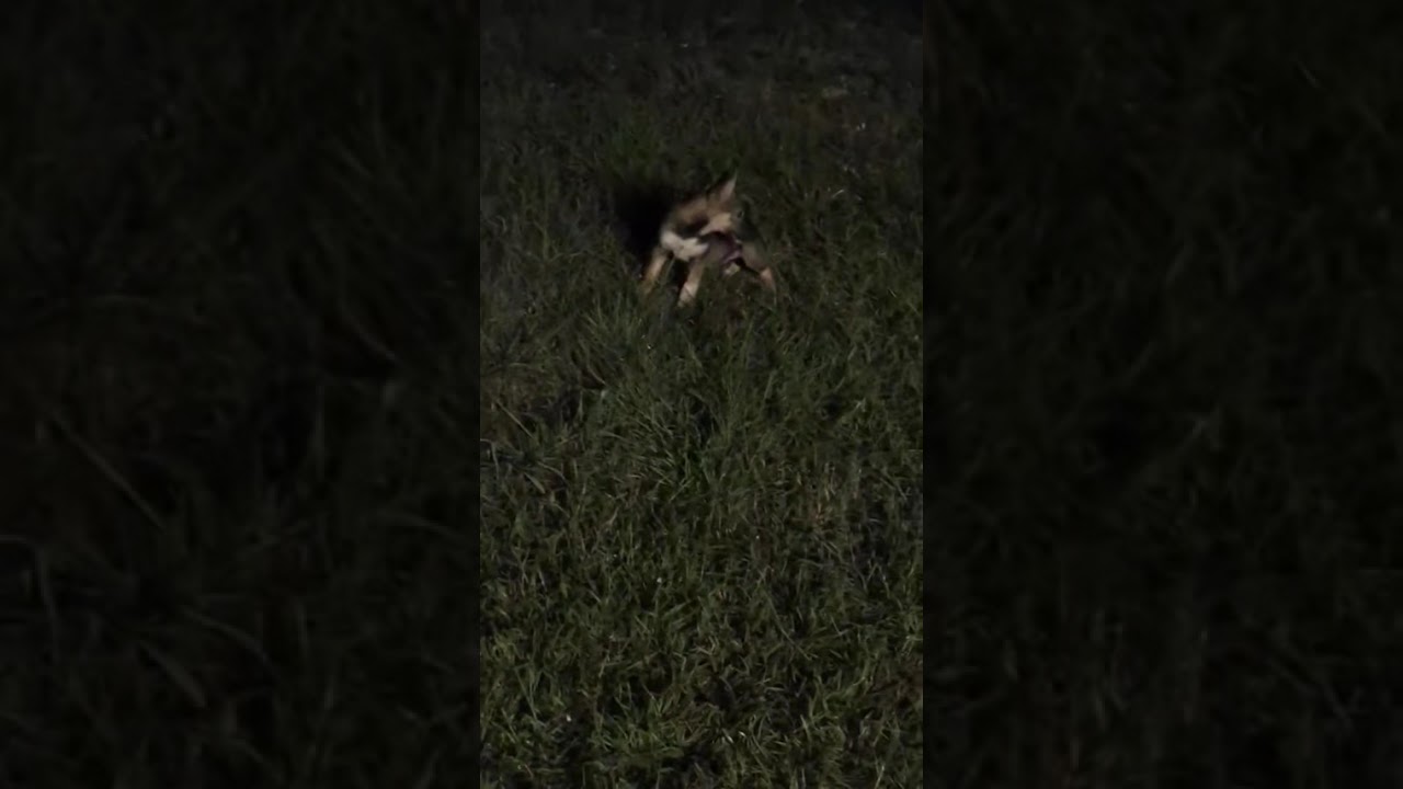 Olivia video