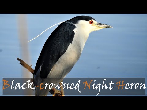 Kvakoš nočný (Nycticorax nycticorax) — Black-crowned Night Heron Bird Call