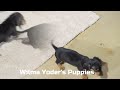 Miniature Dachshund dogs for sale: Harvey - Video 1