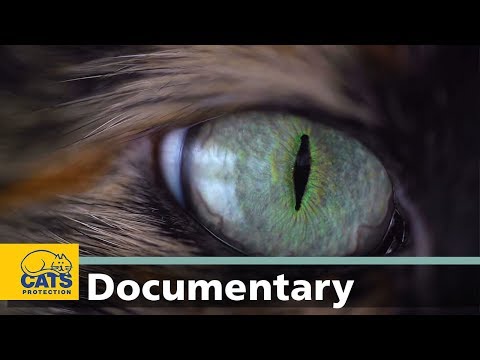 Vision: The world according to cats, episode two - YouTube