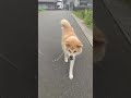 #犬のいる生活 #pets #animals #可愛い #秋田犬