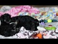 Miniature Schnauzer dogs for sale: Charlie - Video 1