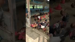 Download lagu giriraaj poultry farm mp3