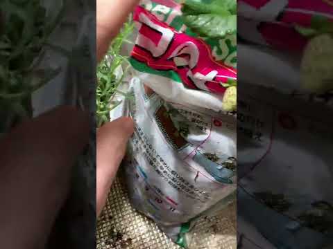 イチゴの肥料はいつ、どのように与えるのですか？一番良い肥料は何でしょうか？  庭園