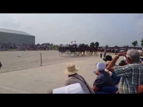 Horse progress days 2015 7