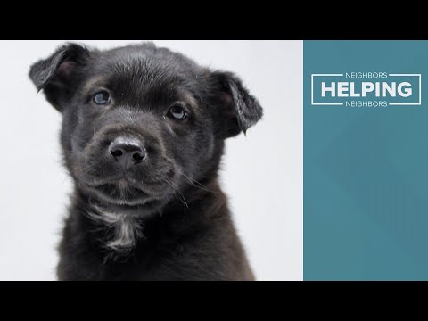 Animal rescue groups see uptick in pet adoptions during coronavirus pandemic