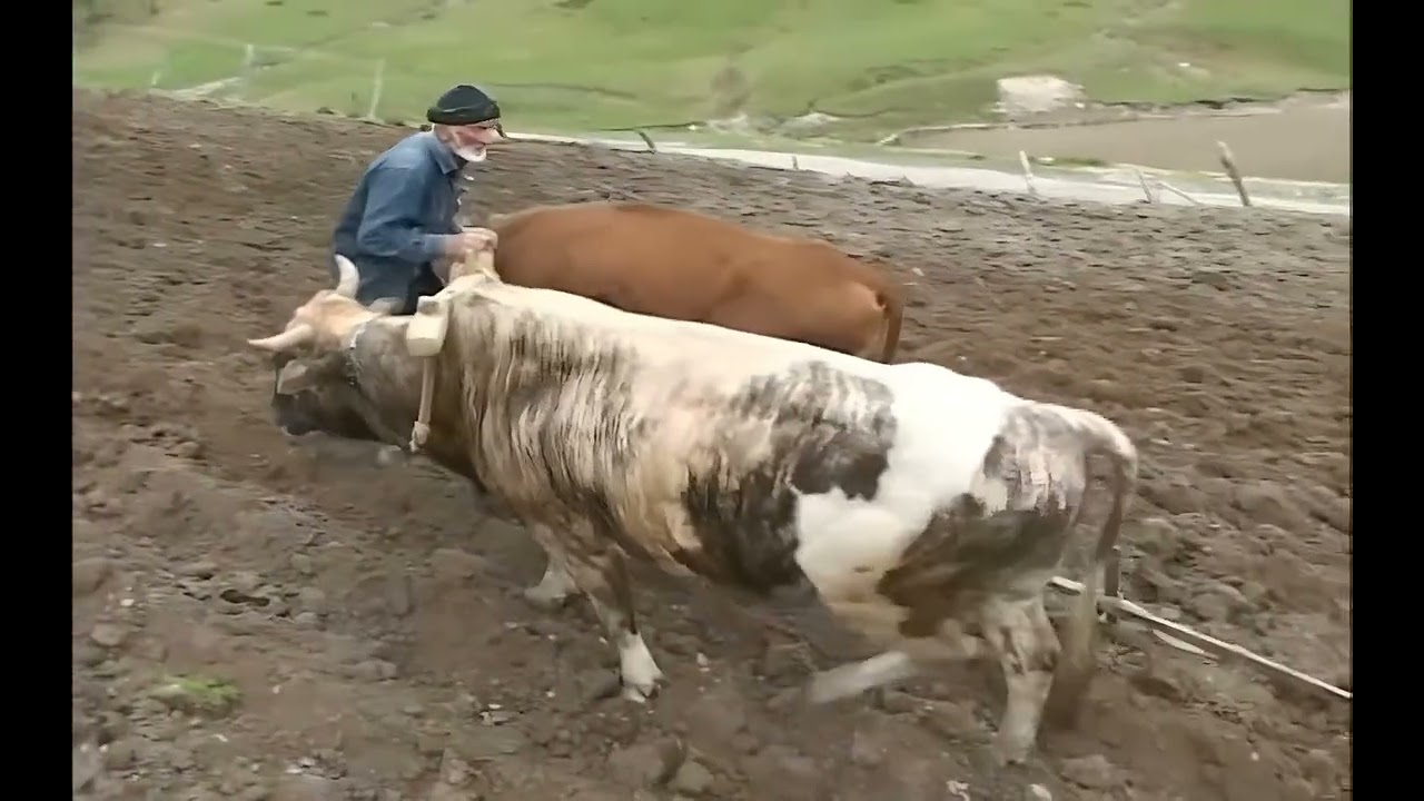 Plowing the Field