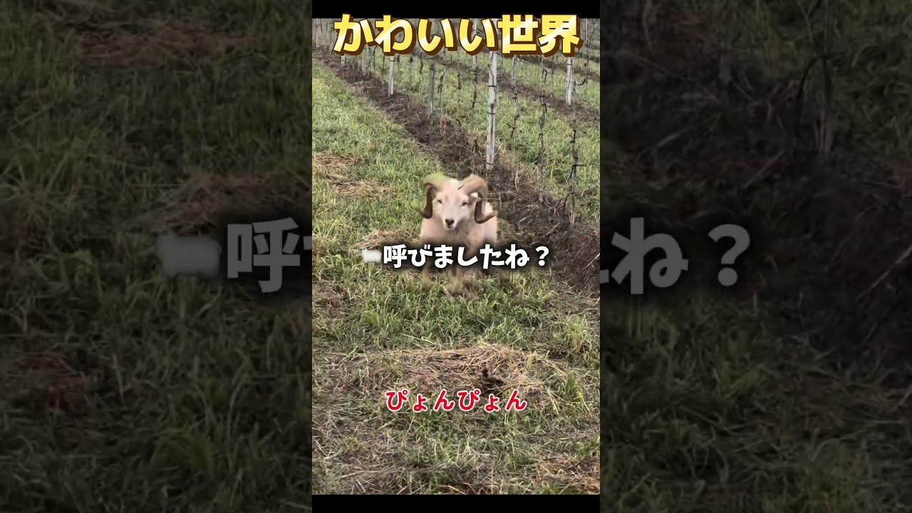 最後可愛くない#new #funny