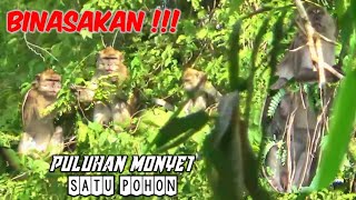 Download lagu BERBURU MONYET // DI SATU POHON BANYAK PULUHAN MONYET mp3