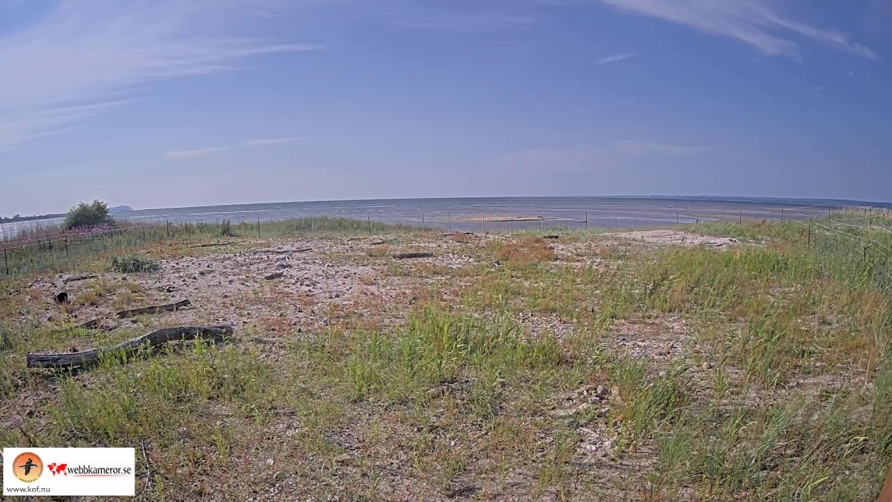 Live webcam view of Sandön Tern Colony Cam